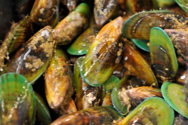 nz mussels