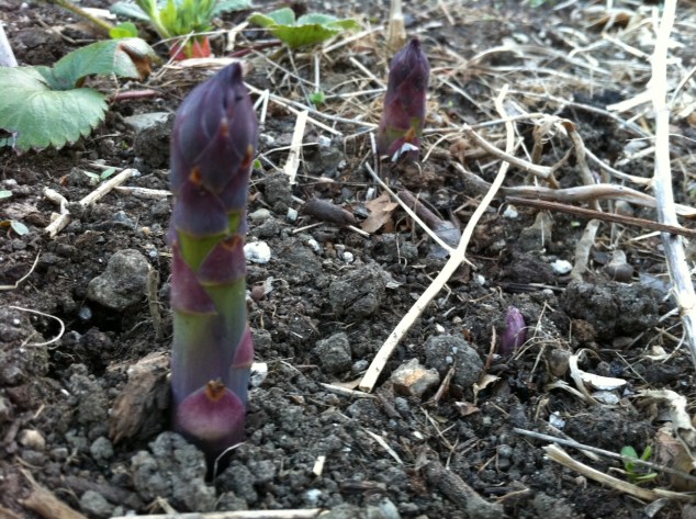 asparagus2013