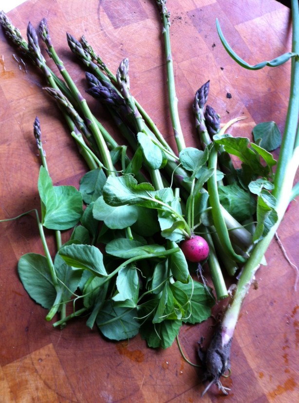 An early spring salad: asparagus, pea tendrils, radishes, scallions.