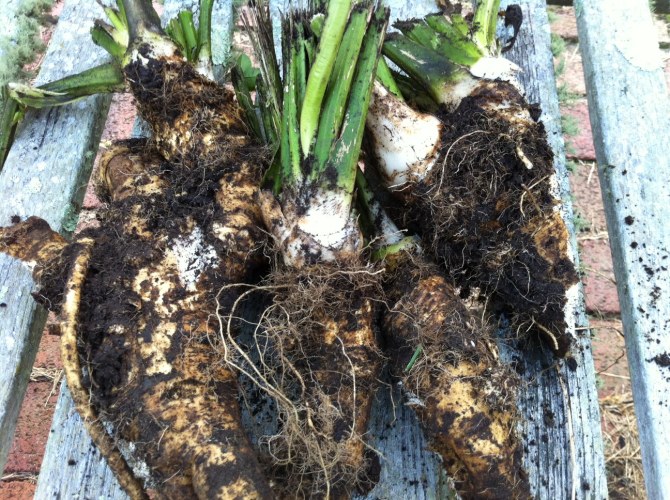 Freshly harvested horseradish roots