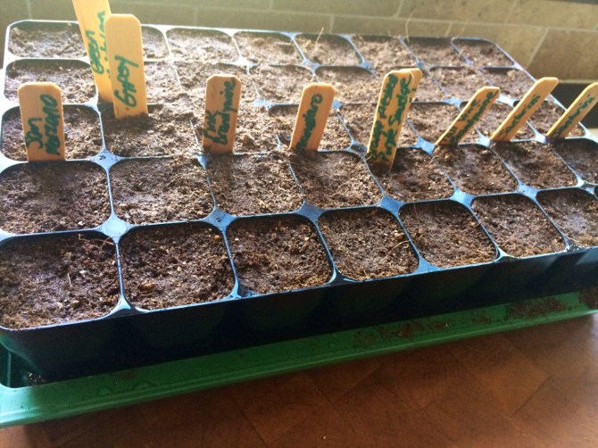 seedlings