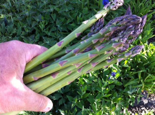 asparagus