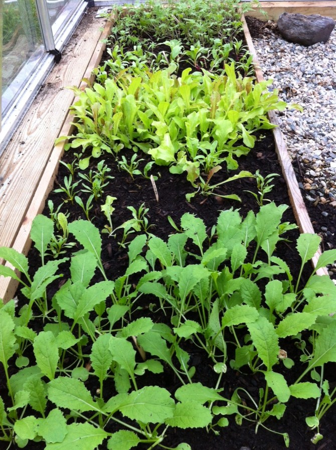 Greenhouse greens