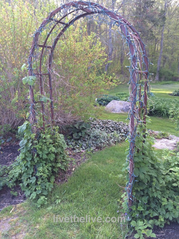 Early in the season, and the vines are already 2 feet up!