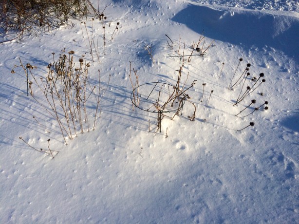 The peonies and coneflowers will be up in no time!