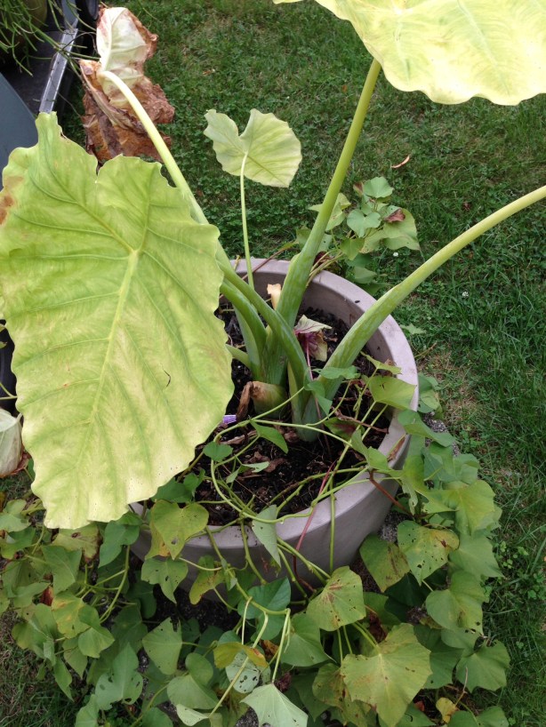 Sweet potatoes growing in my yard in a pot with elephant ears.