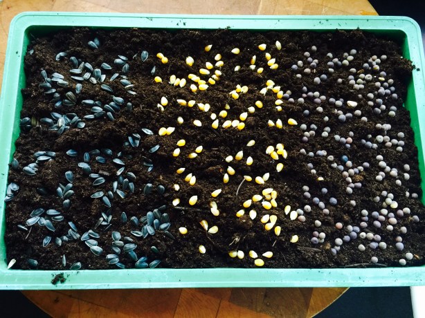 Seeds ready to sprout (from left to right): sunflower, popcorn, peas.