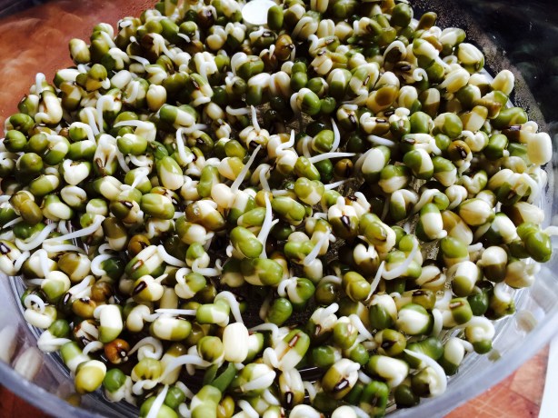 Mung bean sprouts after just one day.