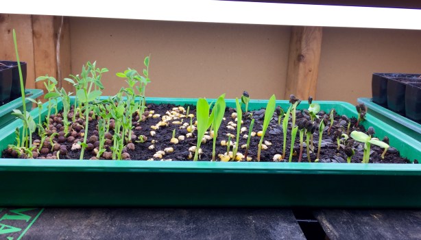 Sprouting under grow lights.