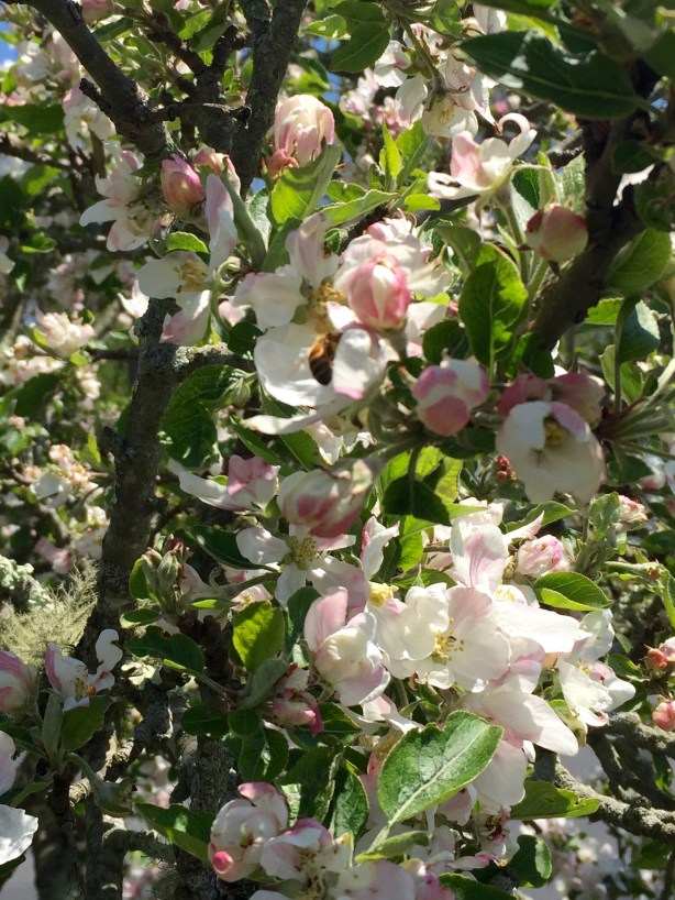 Happy bees buzzing around the blossoms of my old and still productive apple tree.