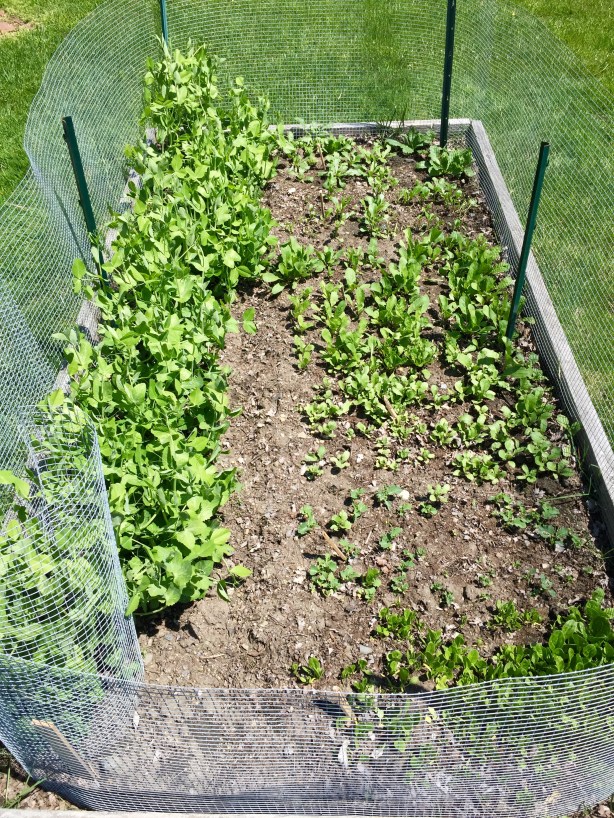 ...And a check on the first bed I sowed this season: peas on the left, happy arugula, Asian greens, spinach and more on the right.